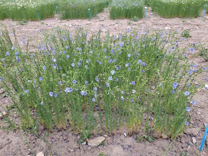 Click for 1 image(s) for this accession.